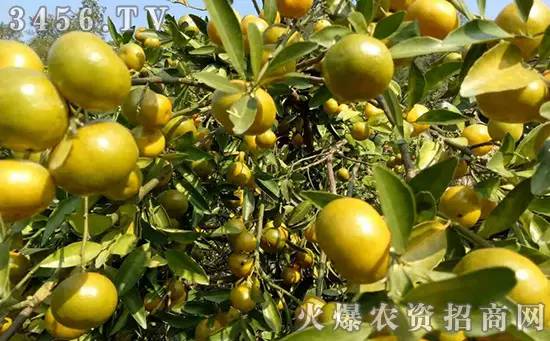 万能果树病害防治配方,防治土传病害的最好方法