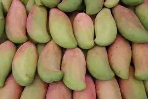 居然有人给芒果这种生物开世界大会,逼格升级,田东又要火上天啊!