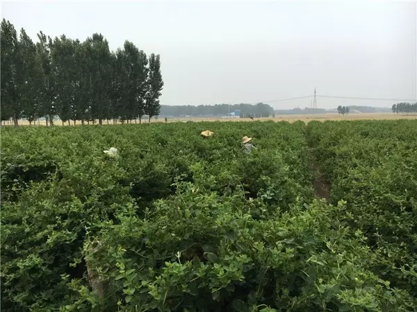 触“电”，一个国家级贫困村的两年之变