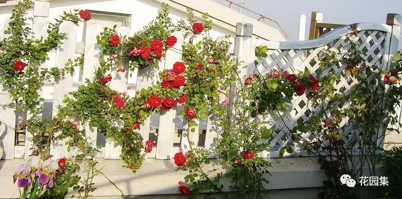 庭院美观与实用功能结合,庭院的功能解析图