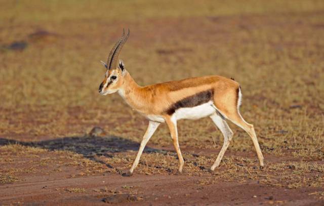 可能是最全的,肯尼亚坦桑尼亚动物百科。小地球耗时一周整理!