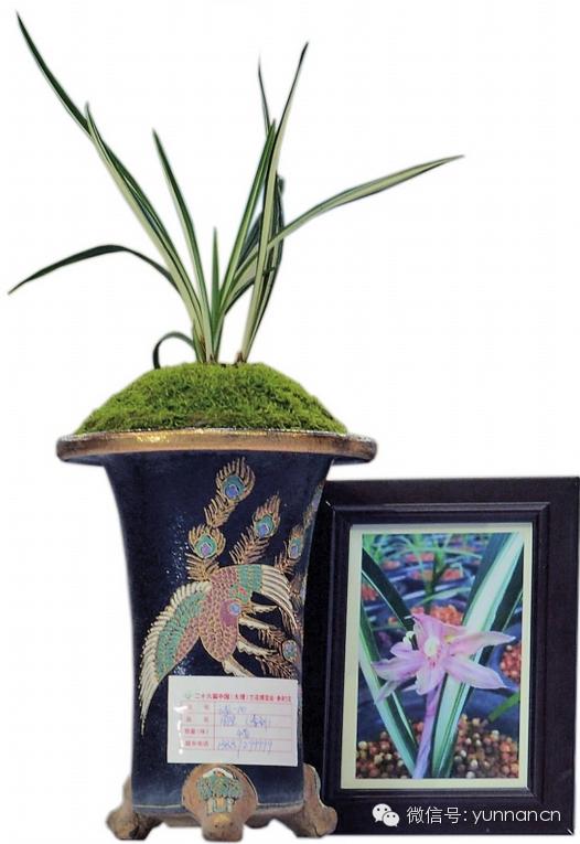 孔雀被拔羽毛事件,云南动物园孔雀被吓死