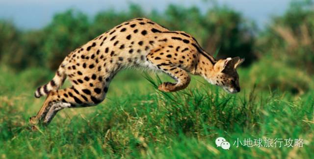 可能是最全的,肯尼亚坦桑尼亚动物百科。小地球耗时一周整理!