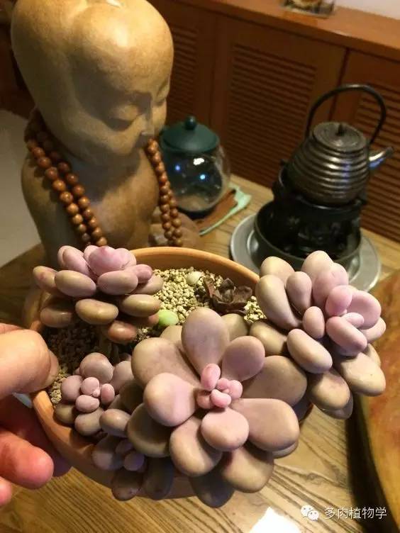 最具升值价值的多肉,半阴半阳的多肉有哪些