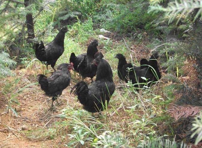 甘肃农民的创业经历,甘肃致富经养鸡