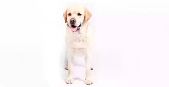 讲真｜论跑步，你可能还不如你家狗！