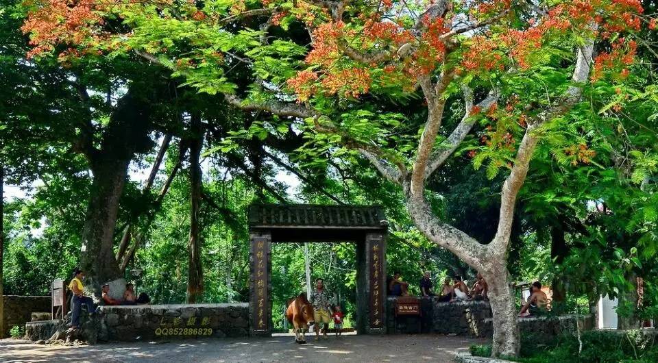 仲夏海口│探幽访古欢乐摘果听蝉鸣