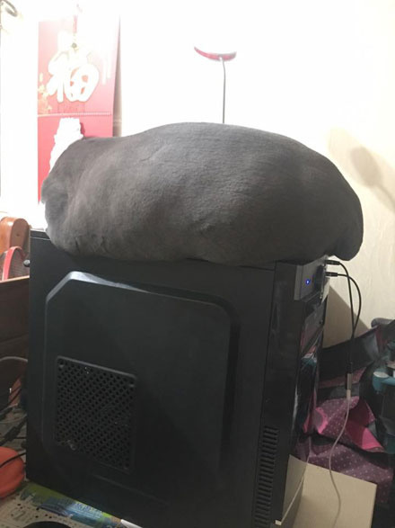 猫咪结扎之后需要注意什么,猫咪结扎前一定要打三联