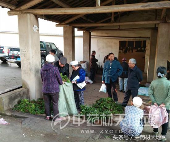 黄连市场行情报告 (全国黄连市场总需求量)