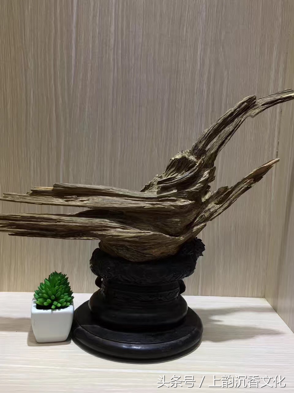 奇楠沉香的市场真正行情,奇楠沉香种植收购价格