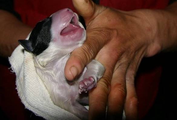 边牧接生,边牧生小狗怎么接生