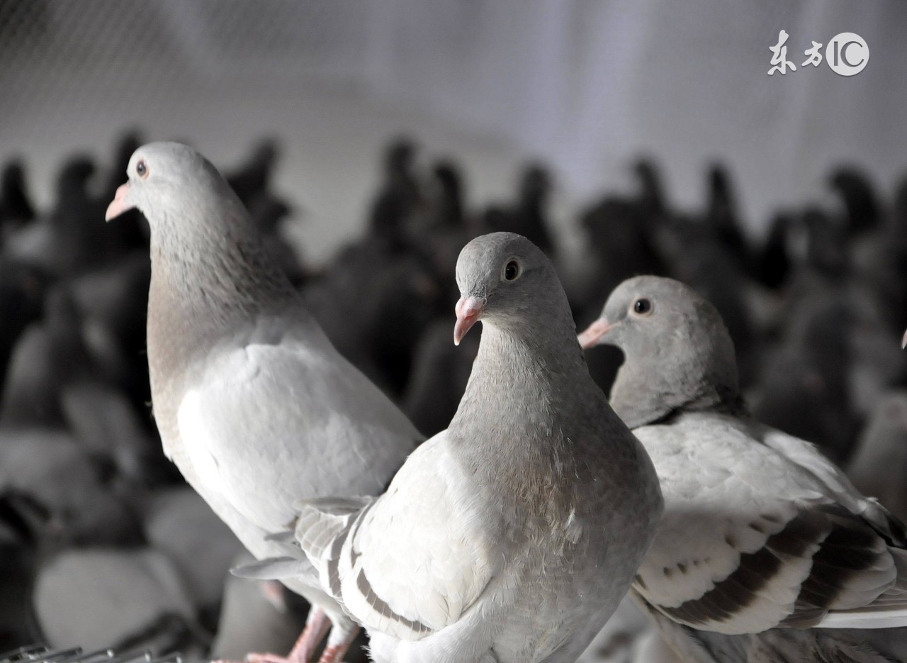 鸽子养殖棚撒生石灰伤害鸽子吗,养殖鸽子是卖鸽子好还是鸽子蛋好