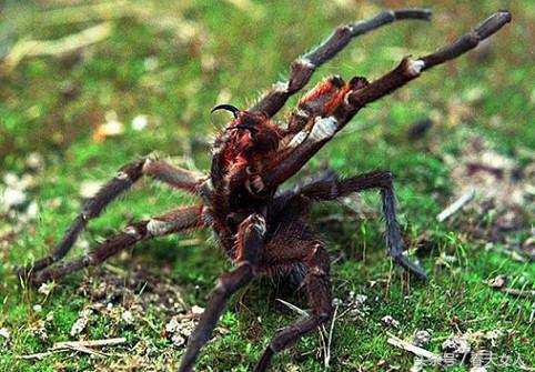 生存最艰难的动物,生存中最残忍的动物