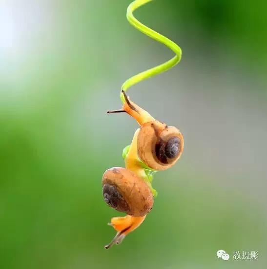 精美微距摄影欣赏蜗牛,微距蜗牛拍摄技巧视频