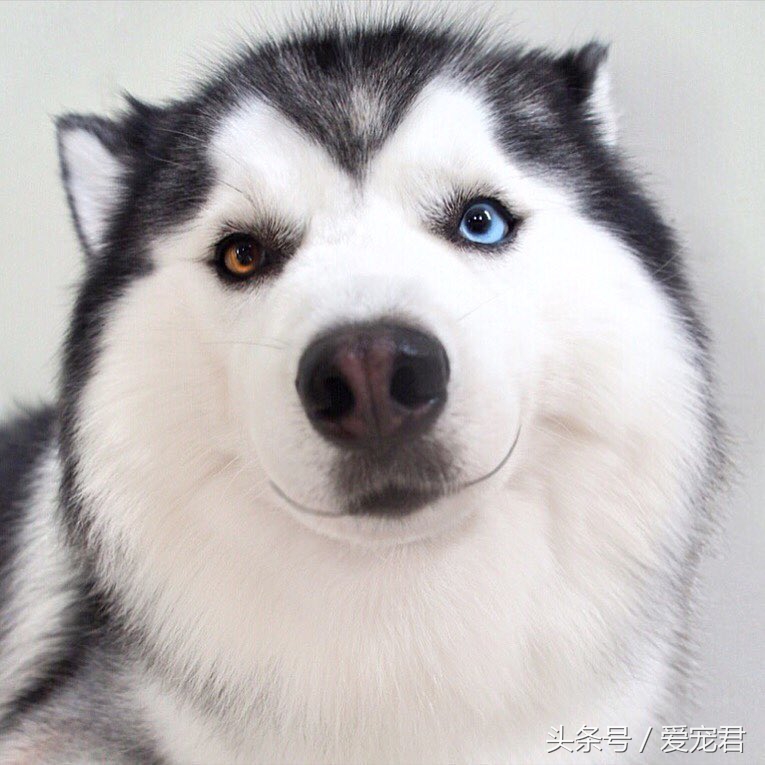 狗狗护食食谱大全,狗狗保护肠胃的食谱