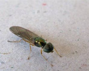 室内的小昆虫怎么消灭,如何清除室内虫子