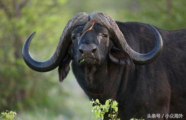 小众旅游地探索攻略,坦桑尼亚游猎攻略