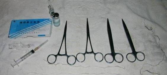 边牧接生,边牧生小狗怎么接生