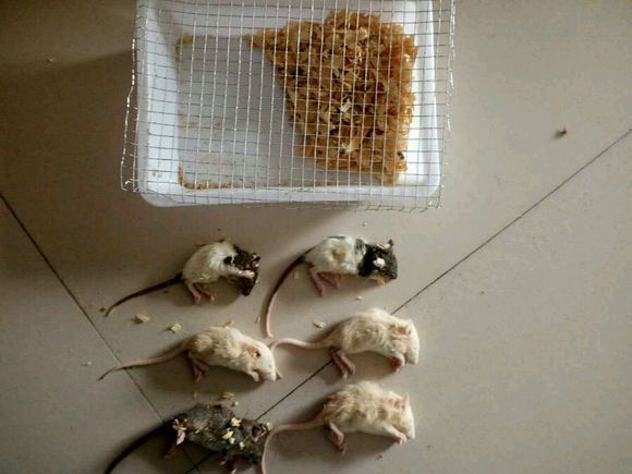 在网上买了六只花枝鼠,货到后打开一看,整个人都傻掉了