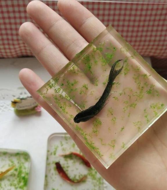 喜爱的金鱼死了怎么办？不如做成标本收藏起来