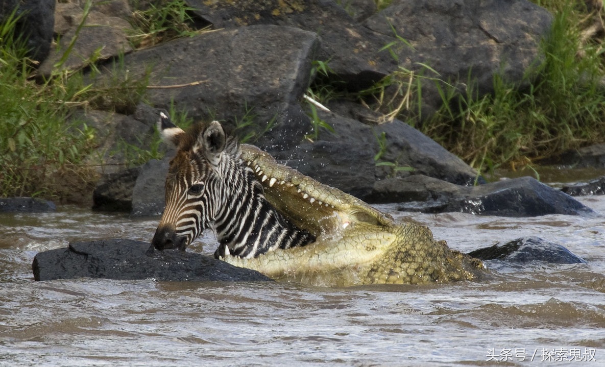 咬合力最强的动物鳄鱼,鳄鱼系列上咬合力最强的动物