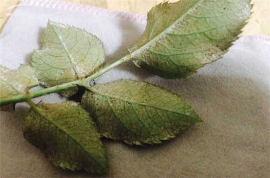 养的花总是发霉怎么办,养的花长腻虫了怎么办