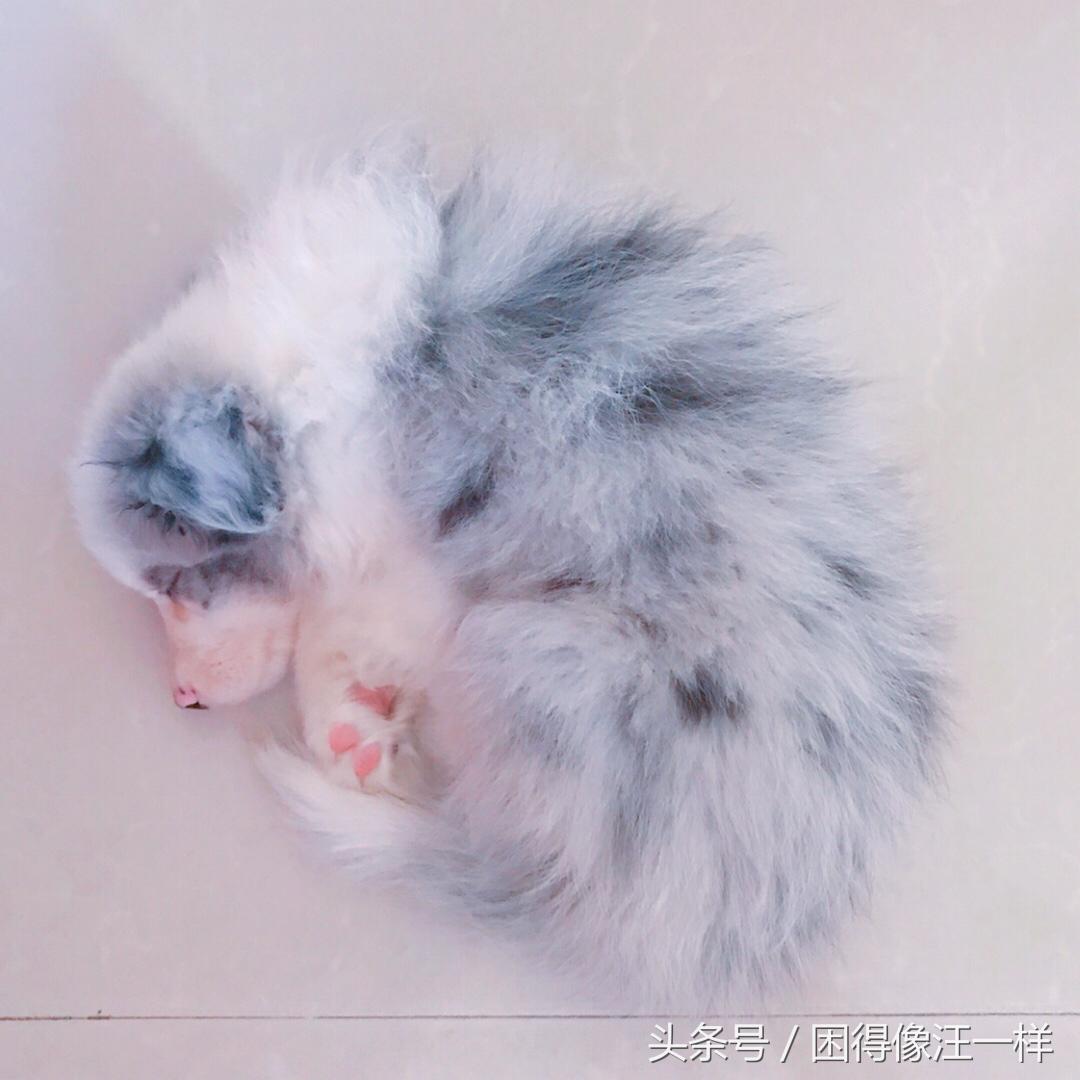 房间里狗味道太重怎么去除,狗身上有狗味怎么去除