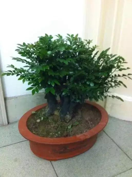 小叶女贞盆景值得买吗,小叶紫檀盆景掉叶该怎么养