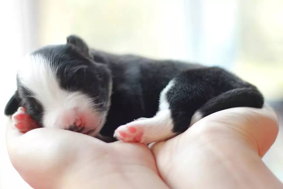 边牧接生,边牧生小狗怎么接生