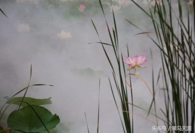 君子如荷出淤泥而不染图片,荷出淤泥而不染的隶书