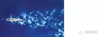 戴世强专栏｜流体力学的魅力（第五篇）鱼儿这样告诉我们