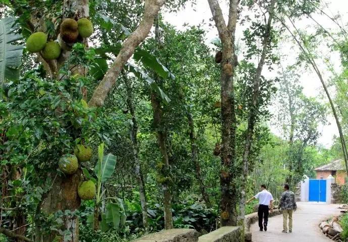 仲夏海口│探幽访古欢乐摘果听蝉鸣