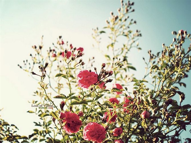 看看足球运动员都开什么车,中国国脚座驾