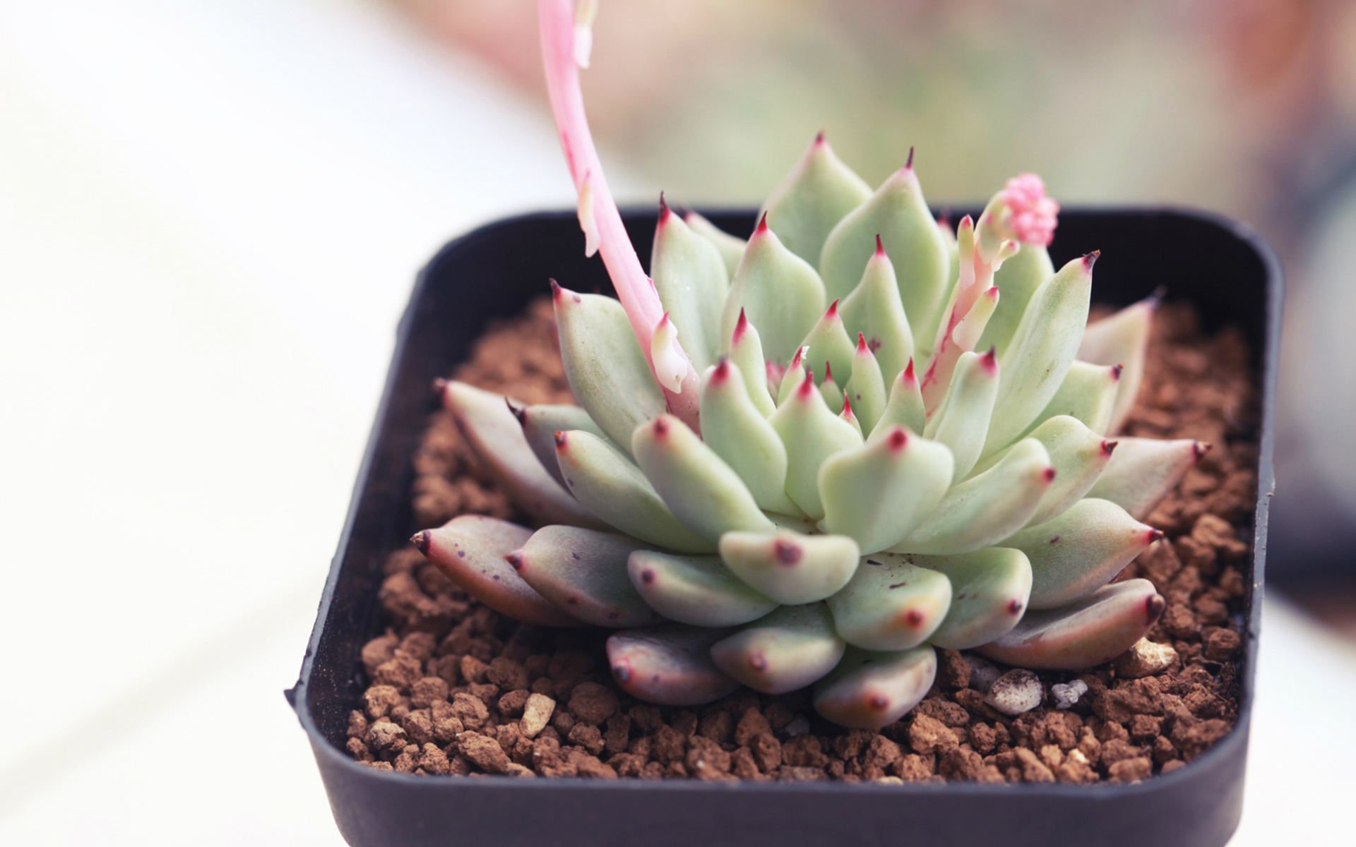 多肉植物贵货老桩都开始降价啦!到底要不要入手?来听听有经验的大神怎么说