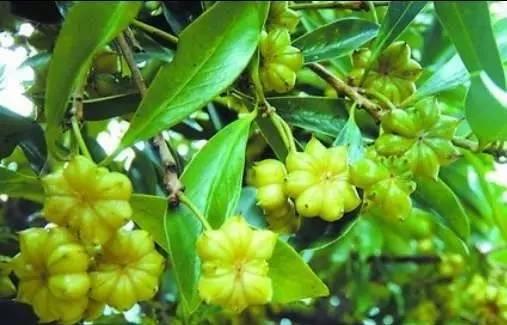 真的八角和假的八角味道一样吗,这些八角都是劣质八角