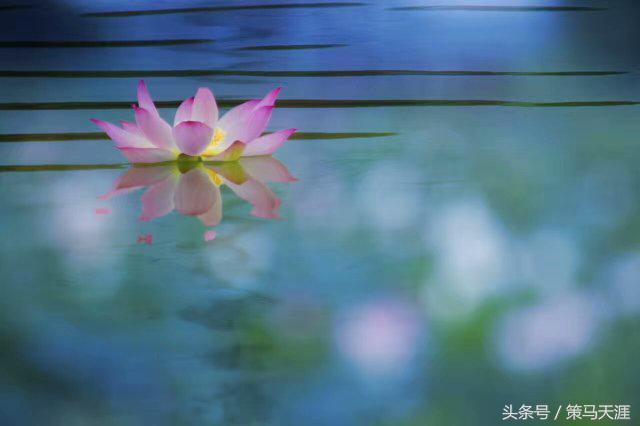 君子如荷出淤泥而不染图片,荷出淤泥而不染的隶书