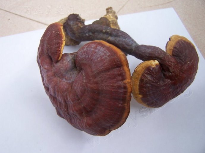 灵芝是抗癌之王,世上没有治百病的药