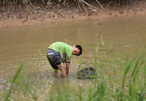 河里摸的螺蛳当天可以吃不,河里摸螺蛳的最佳时间