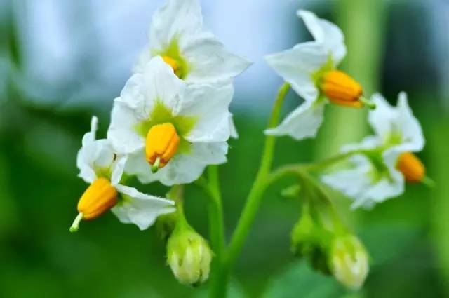 国家推进马铃薯主粮化影响,中国农业经历了几次主粮改革