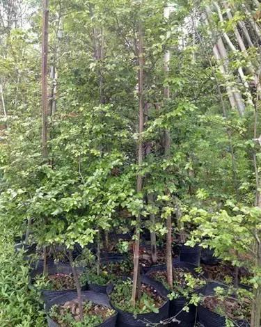 小叶紫檀盆栽做手串,家里能放小叶紫檀盆景吗