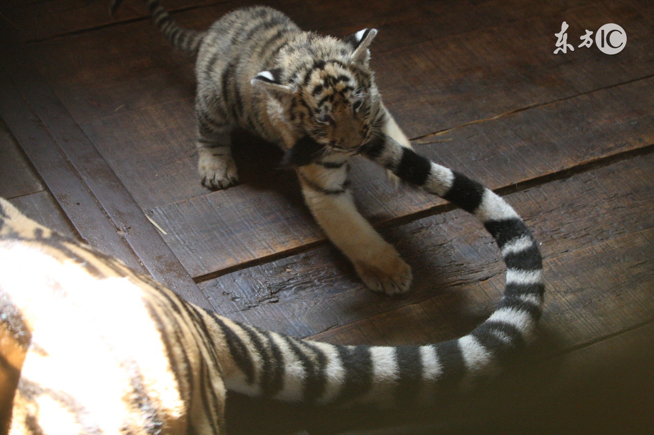 搞笑幽默段子，愚人节网恋下辈子是不是要托生成王思聪的狗？我可不想我妈找小白脸