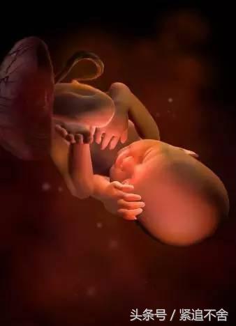 超萌龙凤胎宝宝图片,孕1到9周胎儿发育全过程