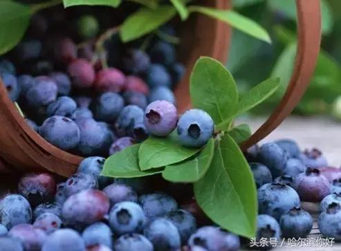 哈尔滨尚志未来5年规划,哈尔滨尚志最新规划