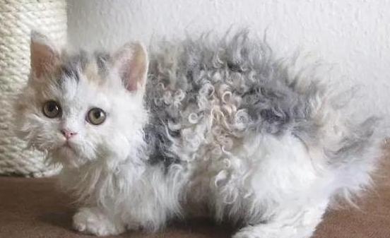 小细节决定健康的指数,小猫咪也要注意个人卫生