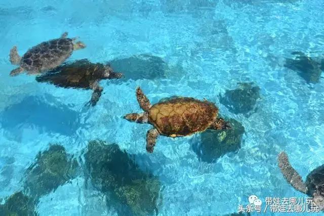 冲绳亲子游最强攻略,冲绳带娃旅游攻略