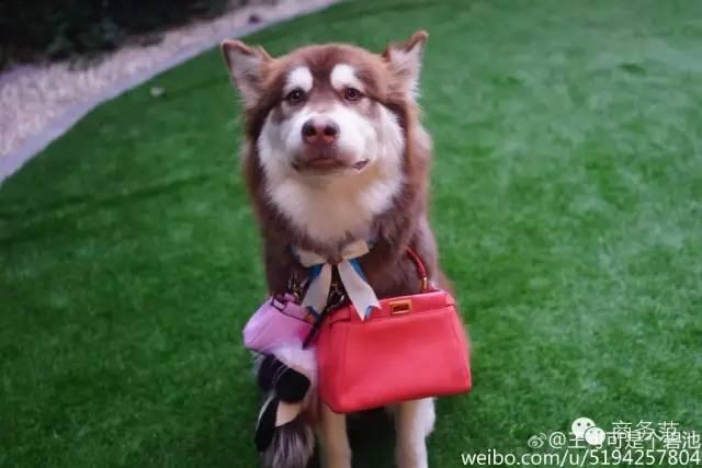 王思聪送王可可视频,王可可怎么遇到王思聪的