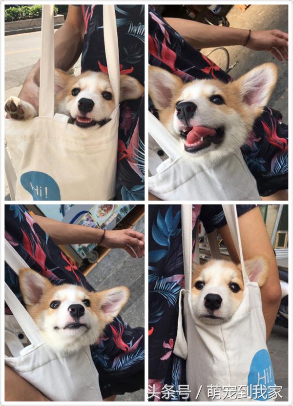 狗宝刚来家里的时候猫咪很生气，没想到后来它们居然合伙偷食吃！