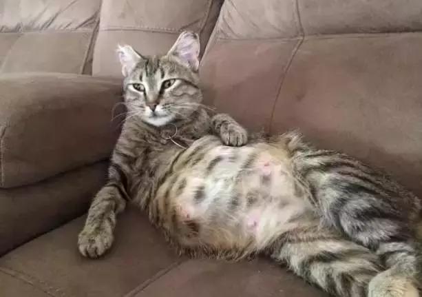 猫咪产后护理,猫咪怀孕生产及产后护理图片