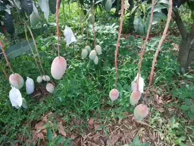 蔷薇水果店~“品控达人”的福音!