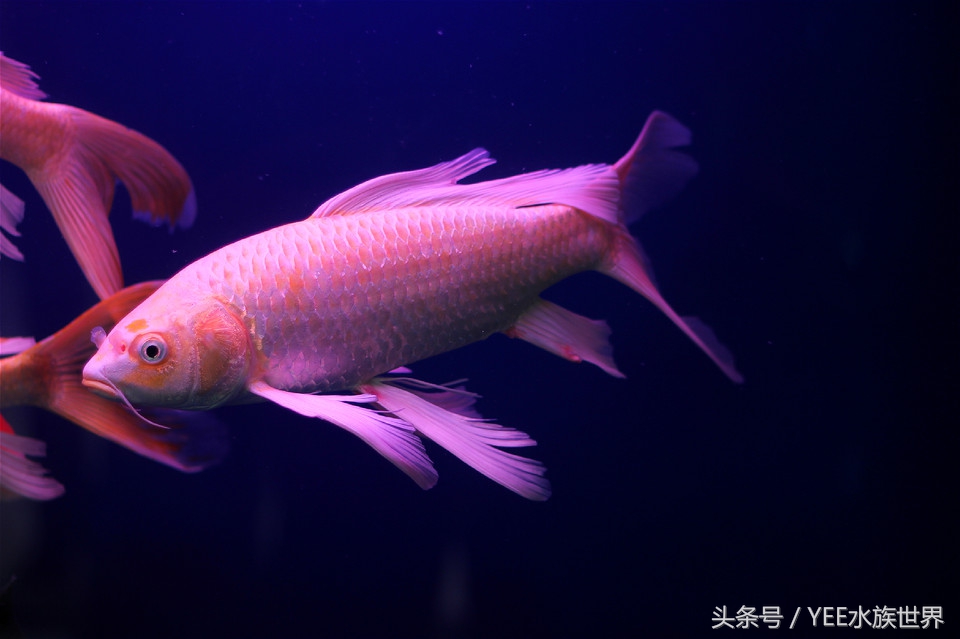 养好的鱼天天死怎么办,为什么家里的鱼养不活